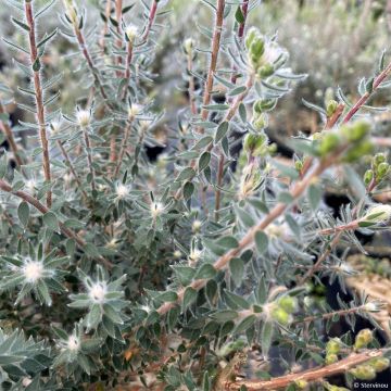 Melaleuca squamea - Myrtenheide