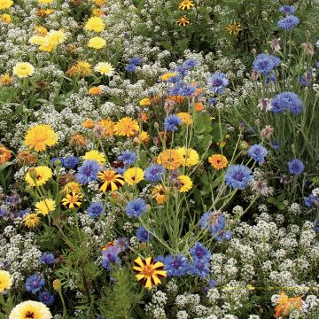 Blumenmischung zur Pflege der Nützlinge