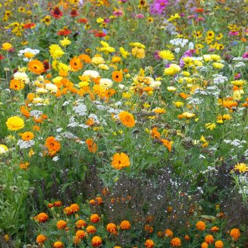 Blumenmischung zur Bekämpfung von Blattläusen