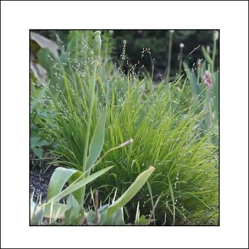 Melica uniflora var. albida - Einblütiges Perlgras