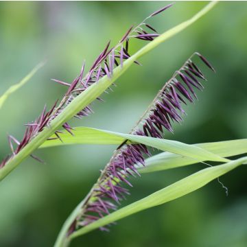 Melica altissima Atropurpurea - Mélique élevée