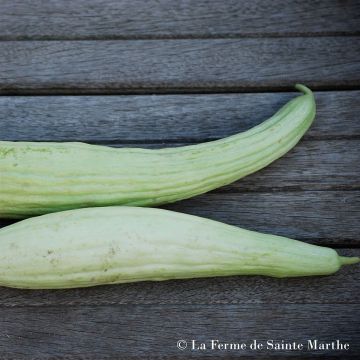 Armenische Gurke Concombre Arménien Bio - Ferme de Sainte Marthe