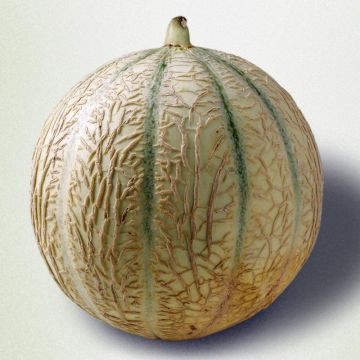 Veredelte Melone Cyrano F1 (Veredelt)