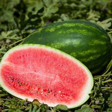 Wassermelone Charleston