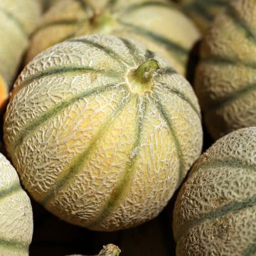 Melon Jerac F1 en plants