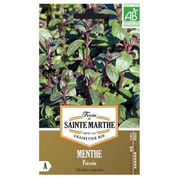 Pfefferminze Bio - Ferme de Sainte Marthe - Mentha piperita