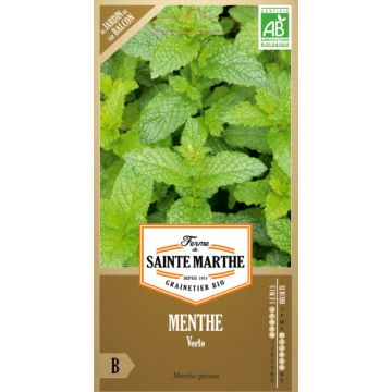 Ähren-Minze Verte vraie Bio - Mentha spicata