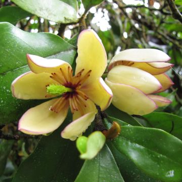 Magnolia figo - Bananenstrauch