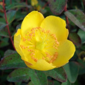 Hypericum dummeri Peter Dummer - Johanniskraut