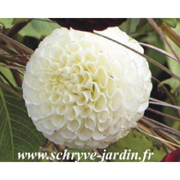 Dahlia Balle Flocon de neige