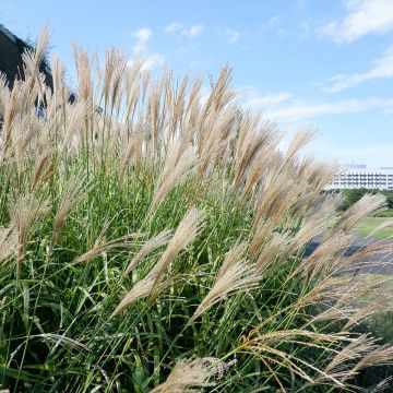 Riesen-Chinaschilf - Miscanthus floridulus