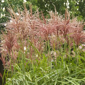 Chinaschilf Malepartus - Miscanthus sinensis