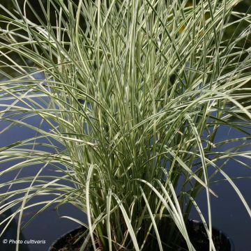 Chinaschilf Morning Bright - Miscanthus sinensis