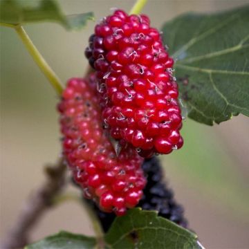 Morus alba Giant Fruit - Weißer Maulbeerbaum