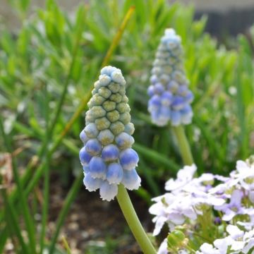 Muscari aucheri Ocean Magic