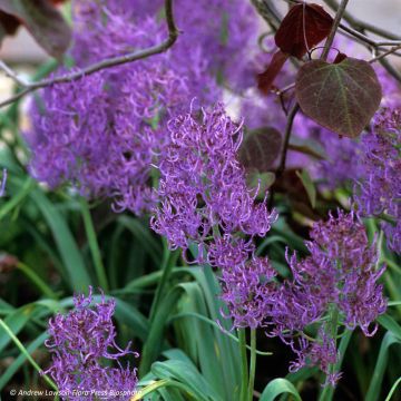 Muscari comosum Plumosum - Schopfige Traubenhyazinthe