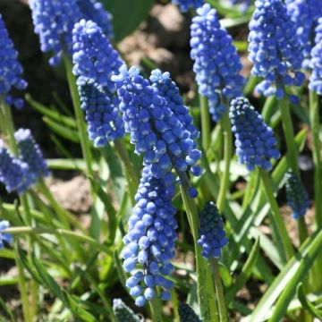 Muscari aucheri Early Magic