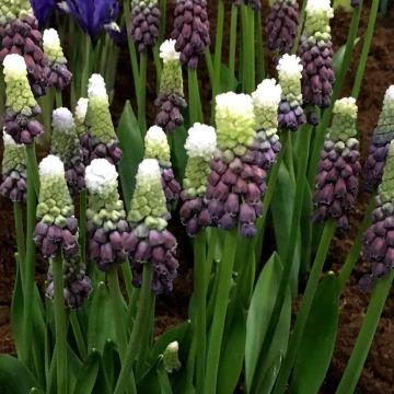 Muscari latifolium Grape Ice - Breitblättrige Traubenhyazinthe