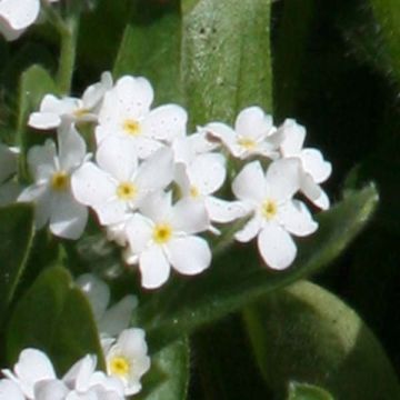 Myosotis Snowsylva Mini-motte