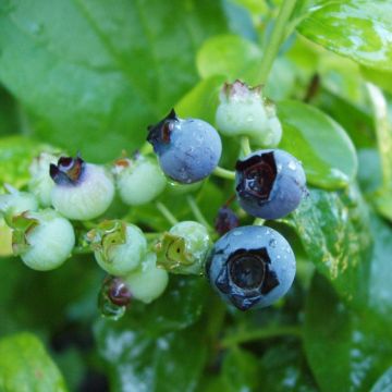 Myrtillier Blue Gold - Vaccinum corymbosum