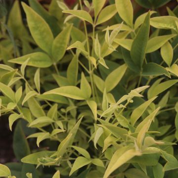 Nandina domestica Lemon and Lime - Himmelsbambus