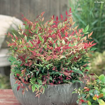 Nandina domestica Red Light - Himmelsbambus