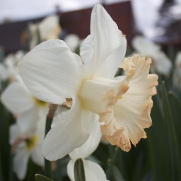 Narcissus British Gamble