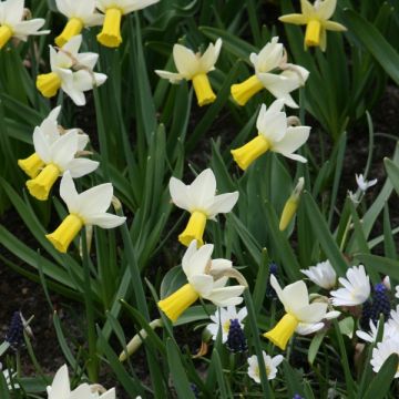 Narcissus cyclamineus Trena