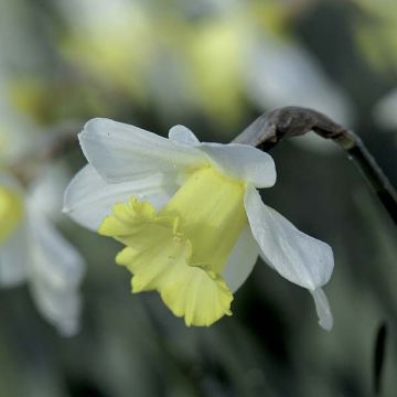 Narcissus Finland