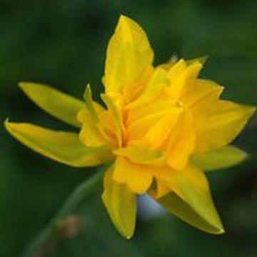 Narcissus odorus Campernelle