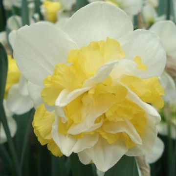 Narcissus Wave