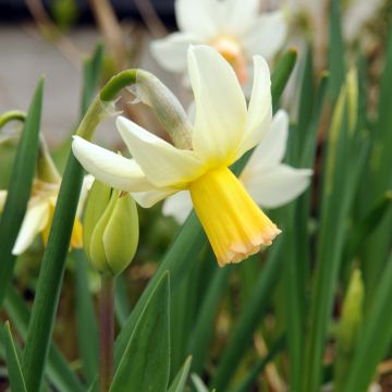 Narcissus cyclamineus Winter Walzer