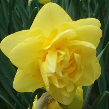 Narcissus Sherborn