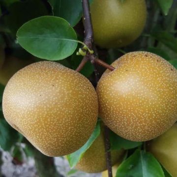 Nashi Nijisseiki - Pomme-poire