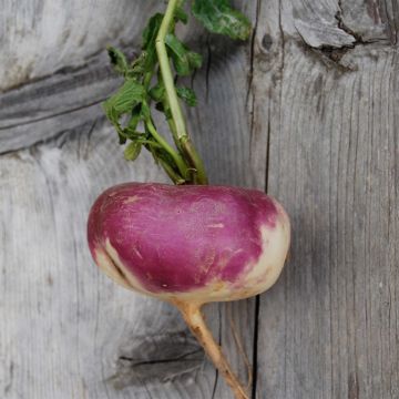 Rübe D'Auvergne Hâtif - Ferme de Sainte Marthe