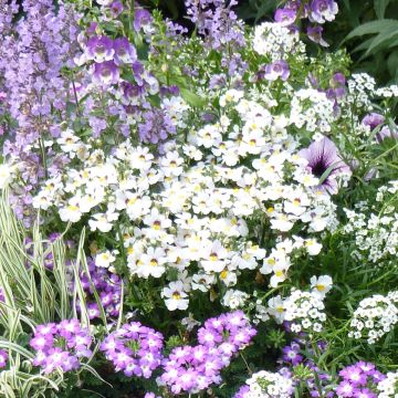 Nemesia strumosa Sunsatia Anona