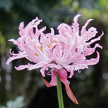 Nerine flexuosa Rose - Guernsey-Lilie