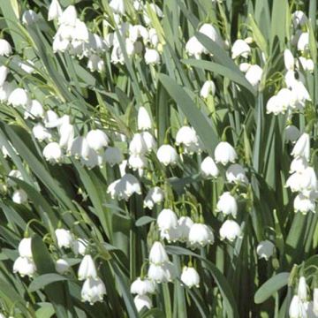 Nivéole d'été - Leucojum aestivum