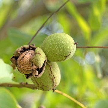 Walnuss Weinsberg 1 - Juglans regia