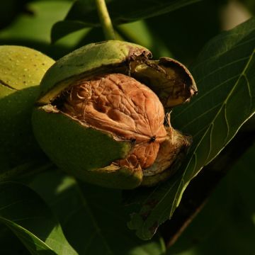 Walnuss Franquette - Juglans regia