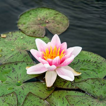 Nymphaea Laydekeri Liliacea - Winterharte Seerose