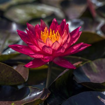 Nymphaea Marliacea Rubra Punctata - Winterharte Seerose