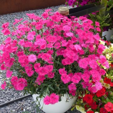 Pracht-Nelke Suntory Pink - Dianthus superbus