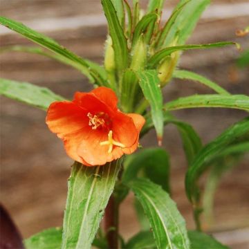 Oenothera versicolor - Orangerote Nachtkerze