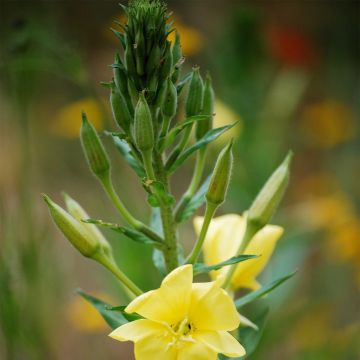 Gewöhnliche Nachtkerze - Oenothera biennis