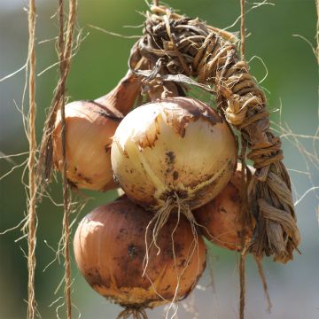 Steckzwiebel Sturon Bio- Ferme de Ste Marthe