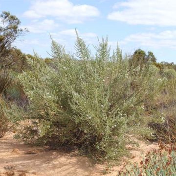 Olearia lepidophylla - Baumaster