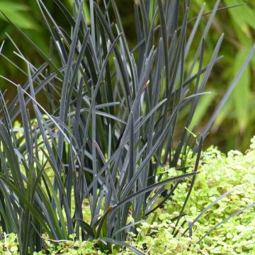 Ophiopogon Hosoba Kokuryu