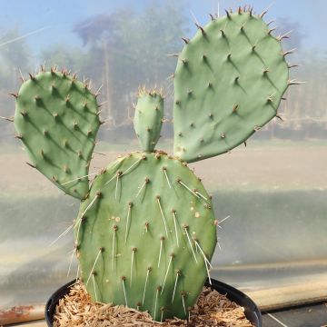 Opuntia phaeacantha var. angustata - Feigenkaktus