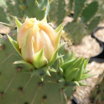 Opuntia engelmannii var. cyclodes - Feigenkaktus